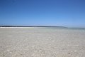 Shark Bay Shell Beach (5)